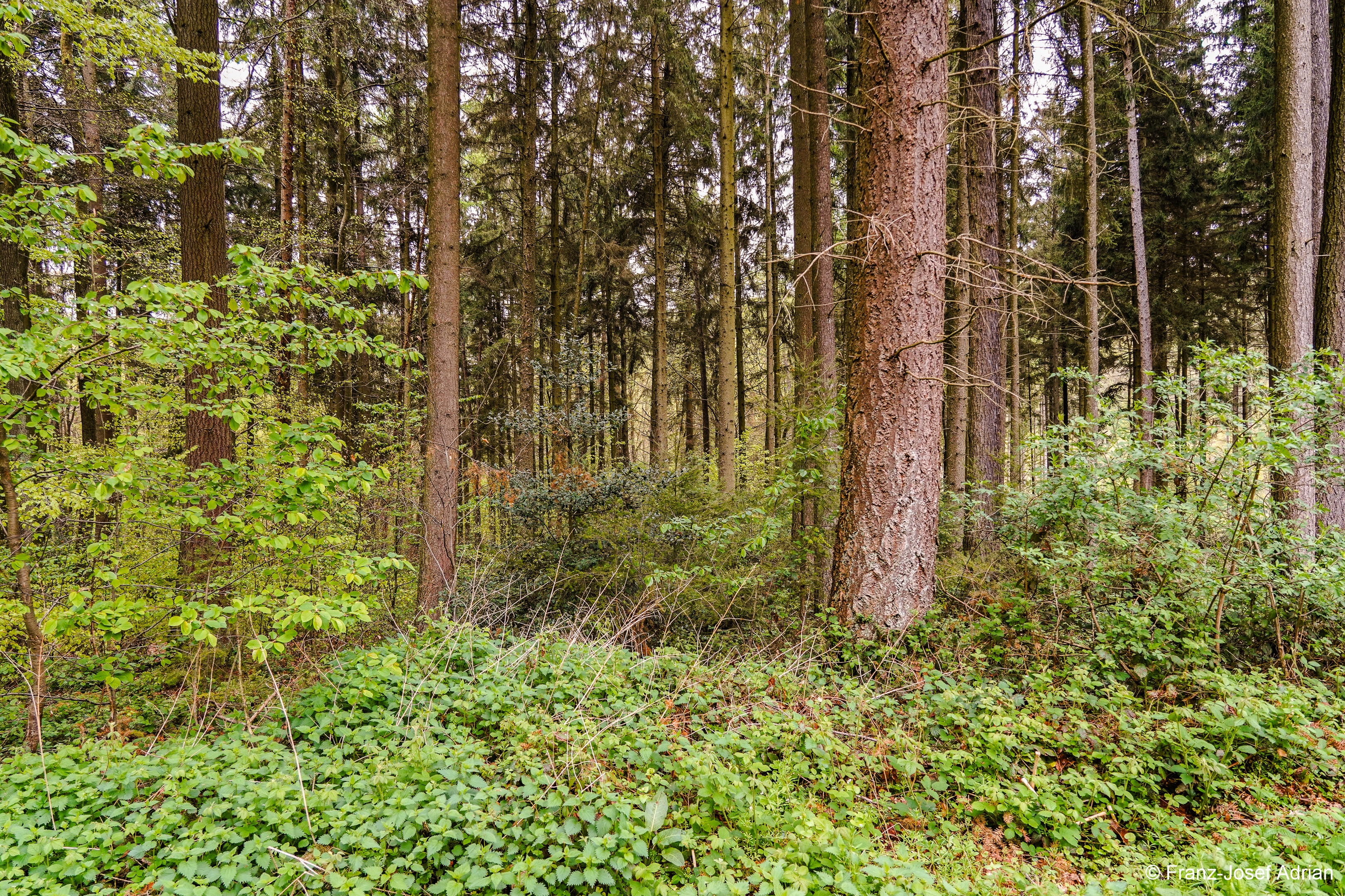 Klimaresilienter-Mischwald_4K-11
