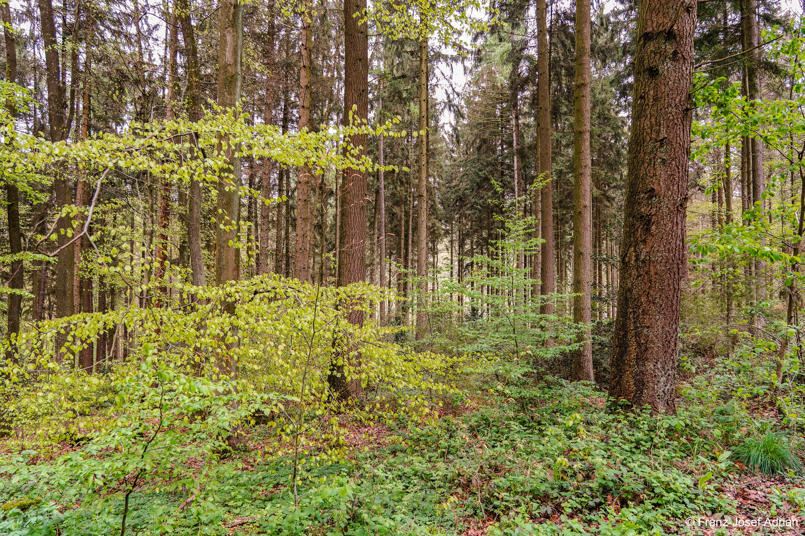 Klimaresilienter-Mischwald_4K-12