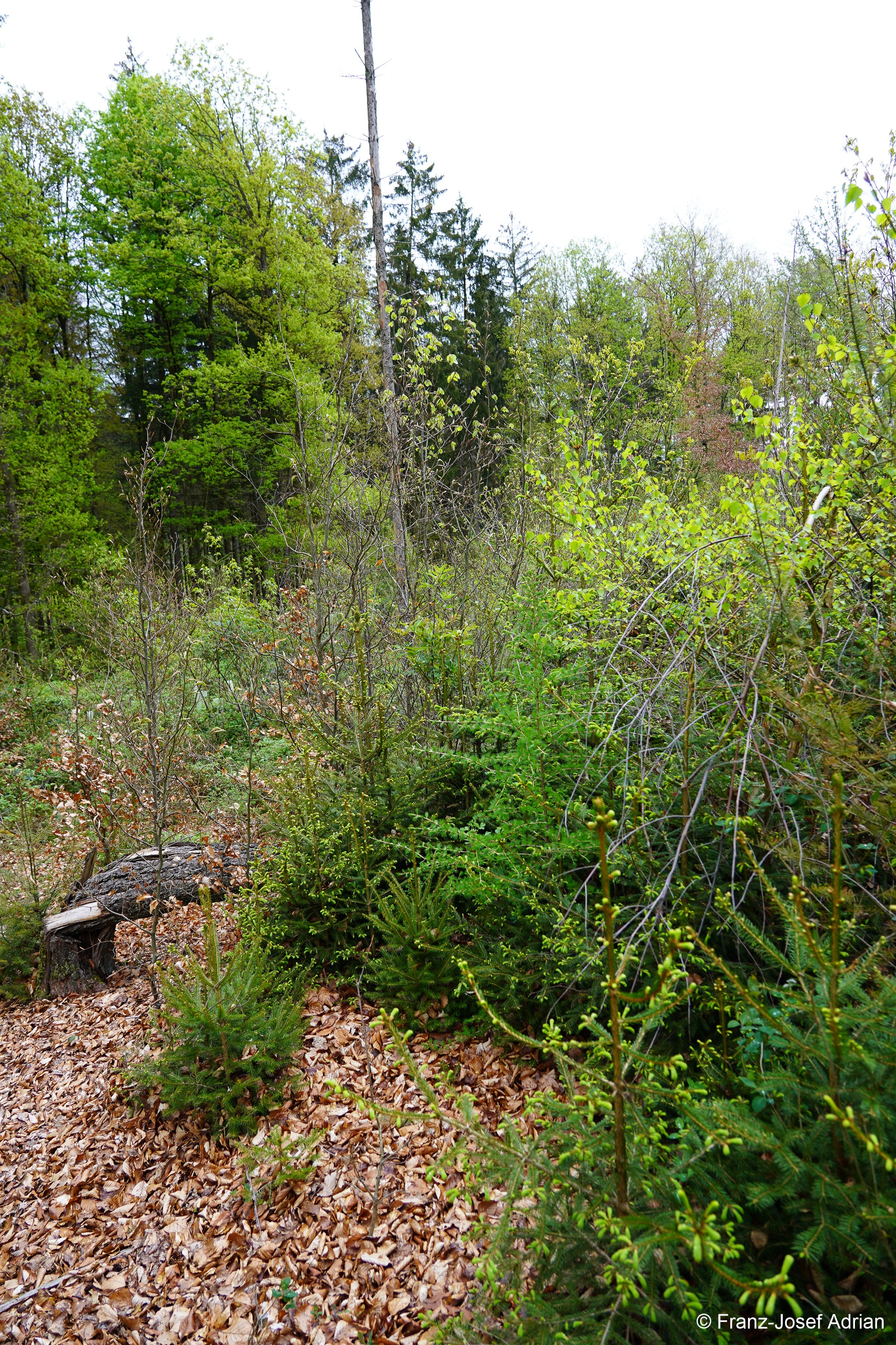 Klimaresilienter-Mischwald_4K-3