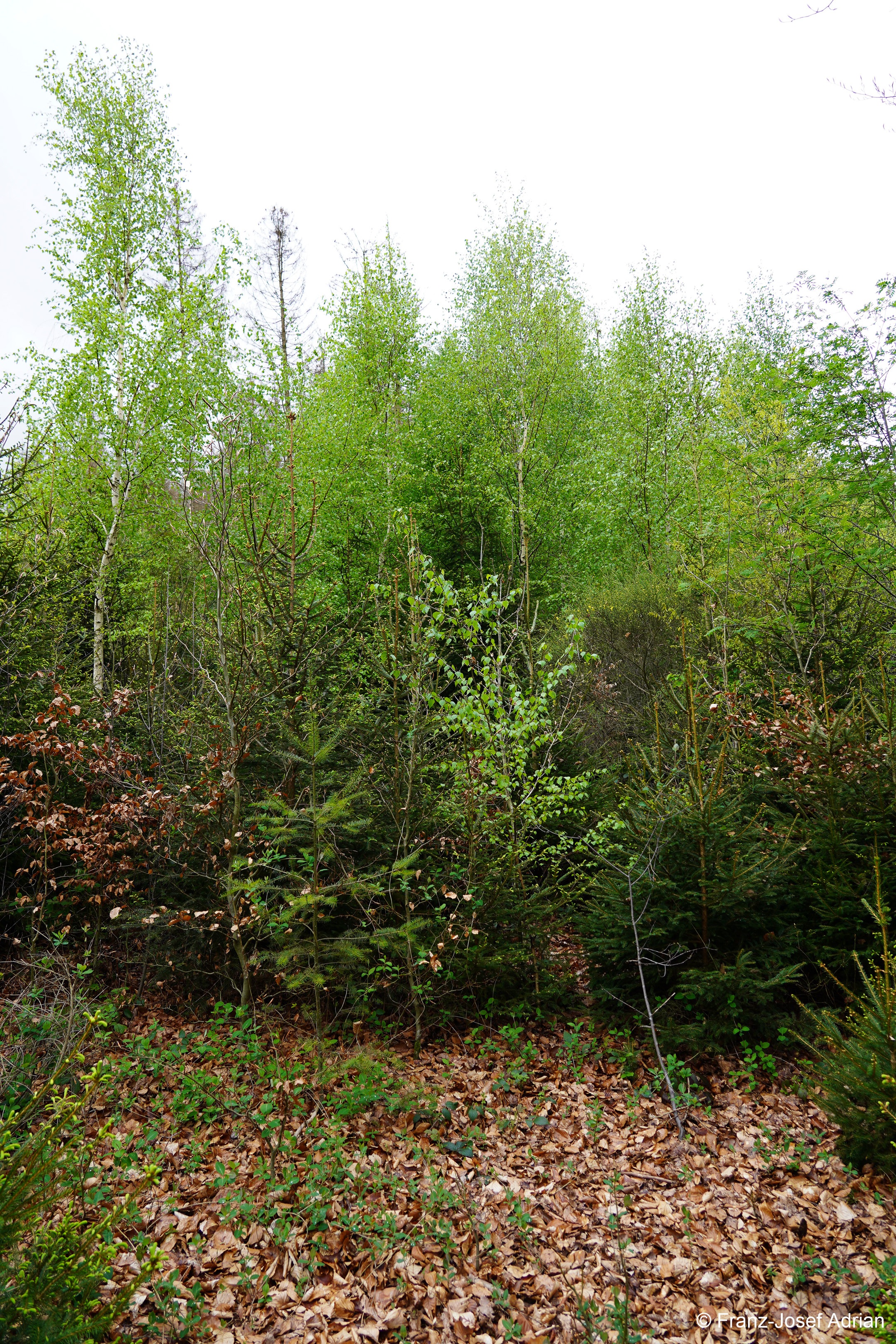 Klimaresilienter-Mischwald_4K-4