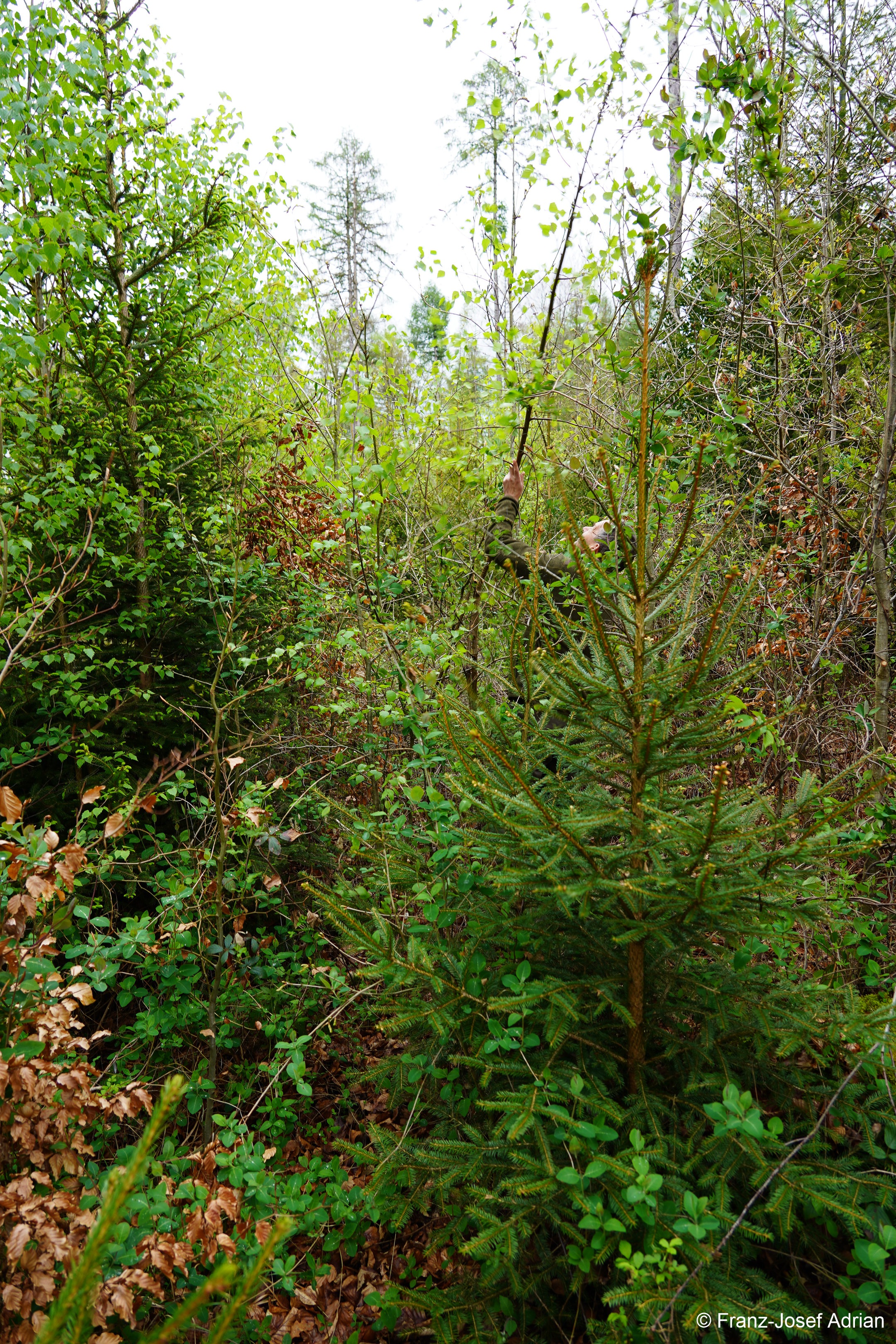 Klimaresilienter-Mischwald_4K-5