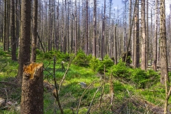 Fichtenverjüngung entlang des ehemals breiten, mit Steinplatten befestigten Schneelochwegs