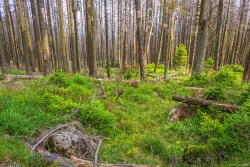 dicht vergraster Waldboden unter den abgestorbenen Fichten