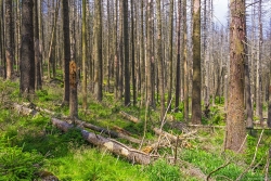 sonnenlichtdurchflutete Ruine eines Fichtenforsts