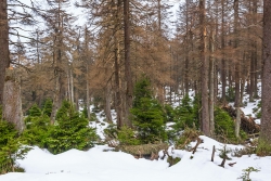 größere Jungfichten etwas unterhalb des Brockenurwalds