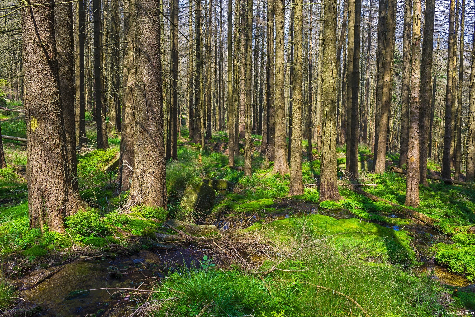 Kellbeckbach nördlich des Forstwegs am Holzlagerplatz
