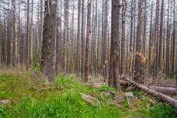 Forstruine mit Fingerhut, Draht-Schmiele und Woll-Reitgras