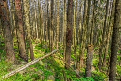 Forstruine nördlich des Wegs nach der Corneliaklippe
