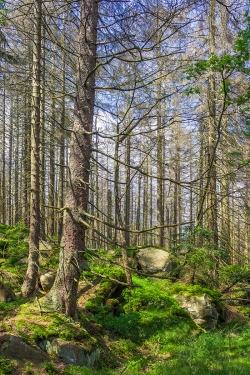 Fichtenwaldruine südlich des Forstwegs nach der Corneliaklippe