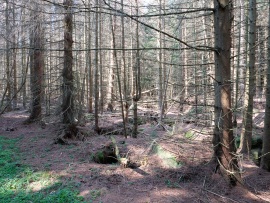 Schneeloch-A-1