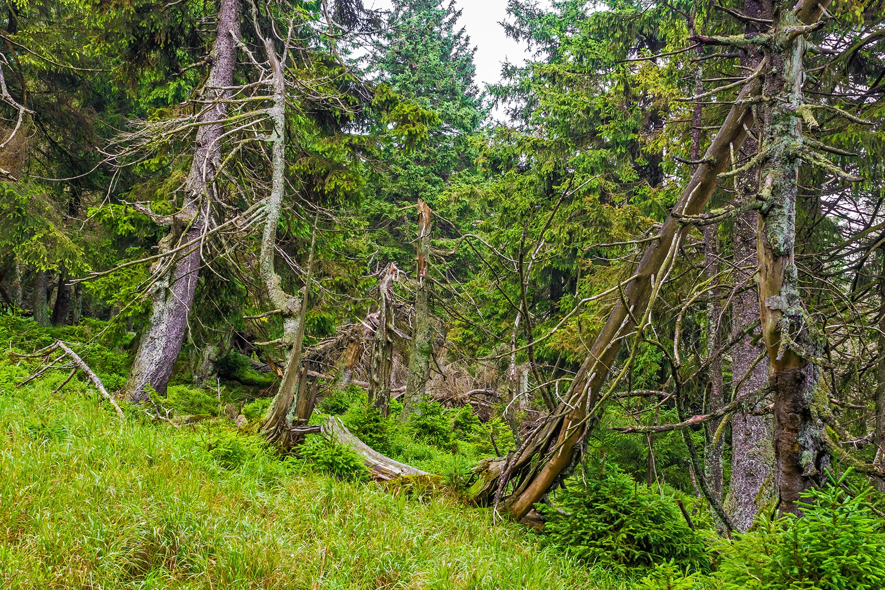 Brockenurwald am Schneelochweg