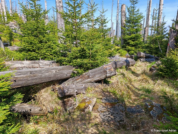 Schneeloch_Urwald-1