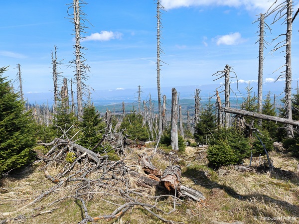 Schneeloch_Urwald-6