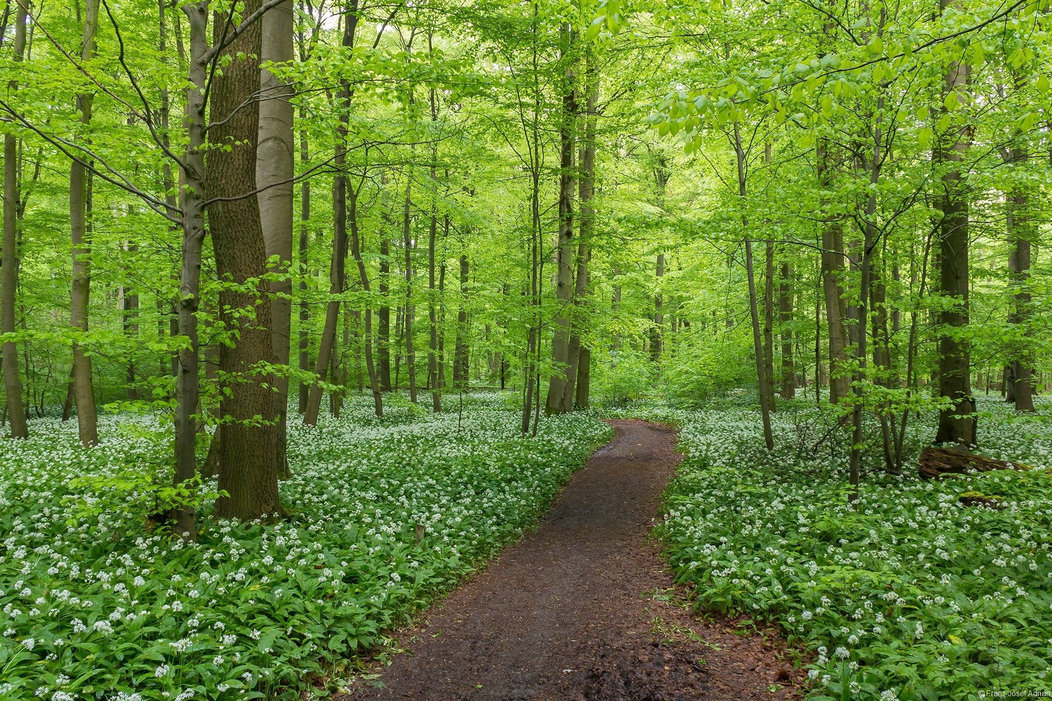 Bärlauchblüte am Craulaer Weg im Nationalpark Hainich