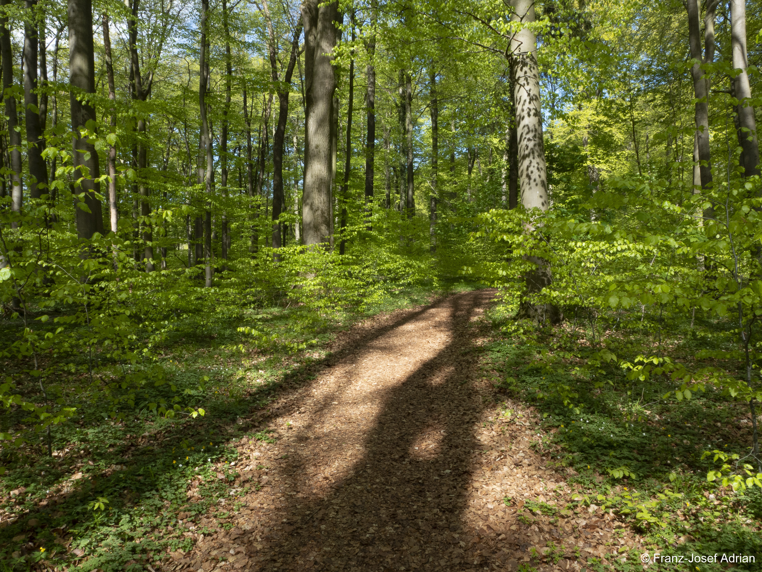 Naturwald_Schrabstein-6