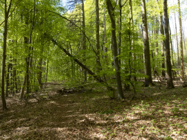 Naturwald_Schrabstein-10
