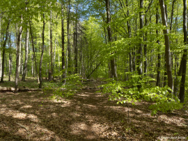 Naturwald_Schrabstein-11