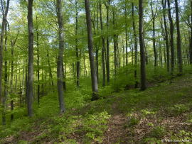 Naturwald_Schrabstein-12