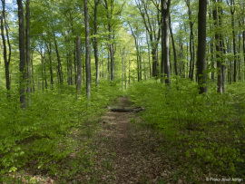 Naturwald_Schrabstein-13