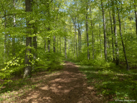 Naturwald_Schrabstein-14