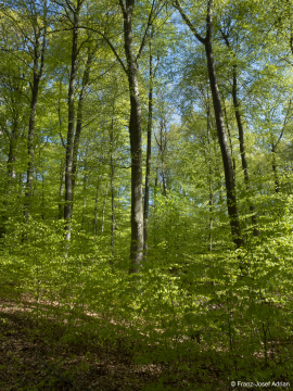 Naturwald_Schrabstein-15