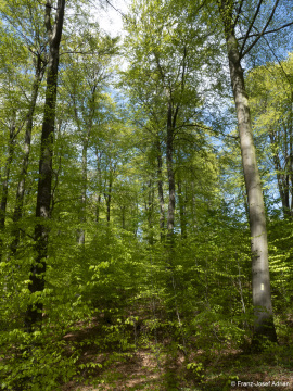 Naturwald_Schrabstein-16