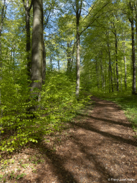 Naturwald_Schrabstein-17