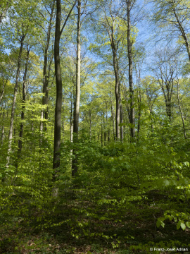 Naturwald_Schrabstein-18