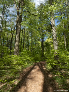 Naturwald_Schrabstein-19