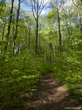 Naturwald_Schrabstein-20