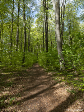 Naturwald_Schrabstein-21