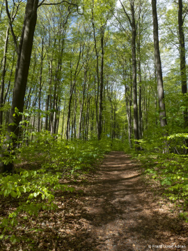 Naturwald_Schrabstein-22