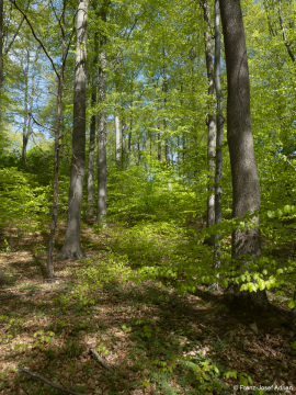 Naturwald_Schrabstein-23