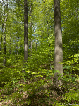 Naturwald_Schrabstein-24