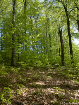 Naturwald_Schrabstein-25