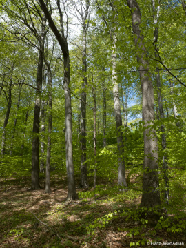 Naturwald_Schrabstein-26