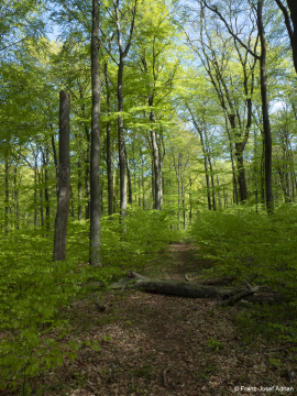 Naturwald_Schrabstein-27