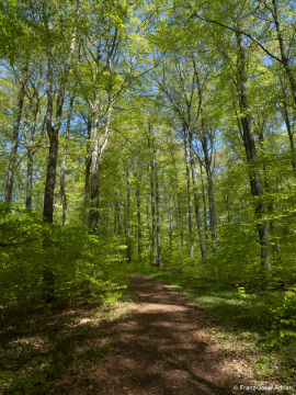 Naturwald_Schrabstein-28