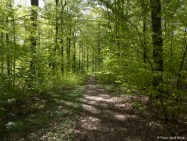 Naturwald_Schrabstein-4