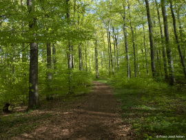 Naturwald_Schrabstein-5