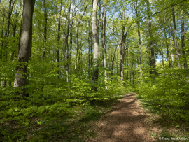 Naturwald_Schrabstein-7