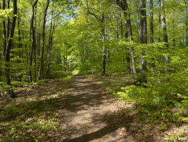 Naturwald_Schrabstein-8