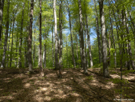 Naturwald_Schrabstein-9