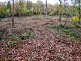 Kahlschlag-1