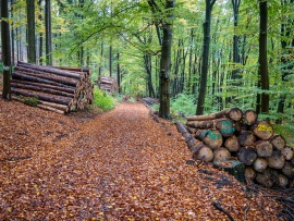 Kahlschlag-2