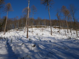 Kahlschlag-3