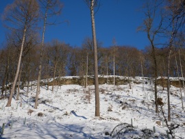 Kahlschlag-4