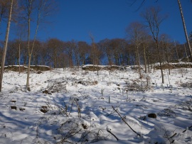 Kahlschlag-5