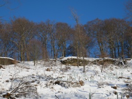 Kahlschlag-6