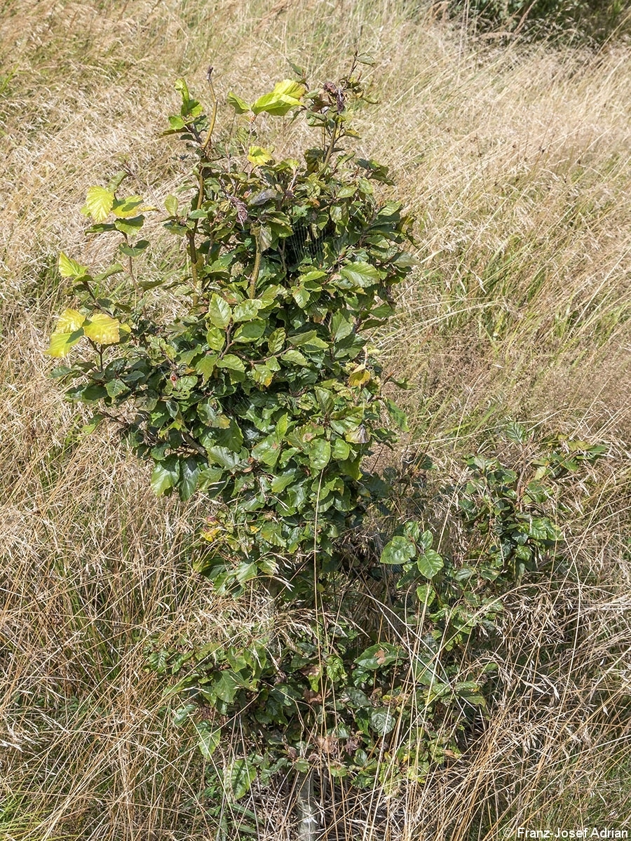 Harz_Wildverbiss_1